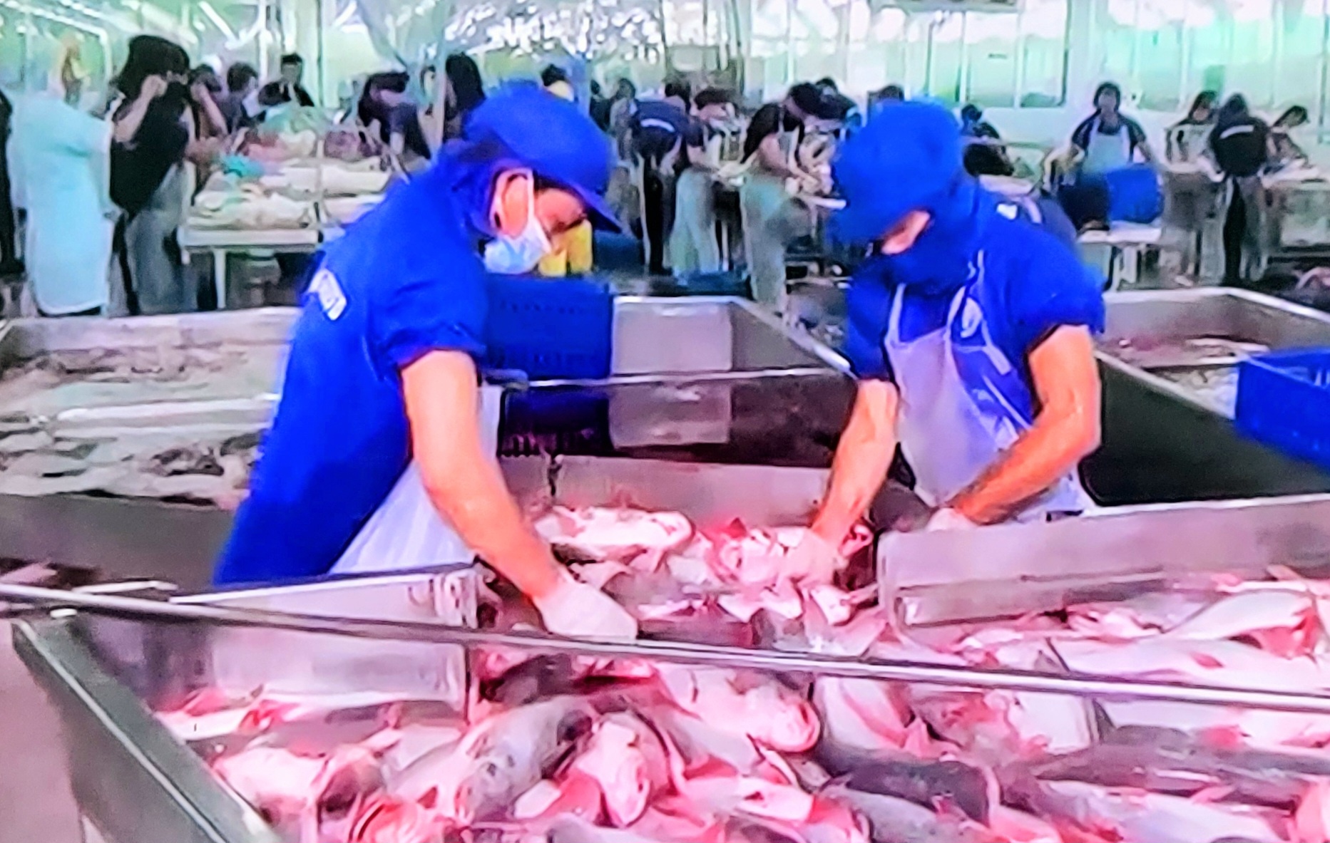 Các doanh nghiệp chế biến cũng đã nhanh chóng tận dụng cơ hội Các doanh nghiệp chế biến cũng đã nhanh chóng tận dụng cơ hội