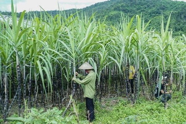Ngành mía đường Việt Nam: Nỗi lo tái diễn Ngành mía đường Việt Nam: Nỗi lo tái diễn