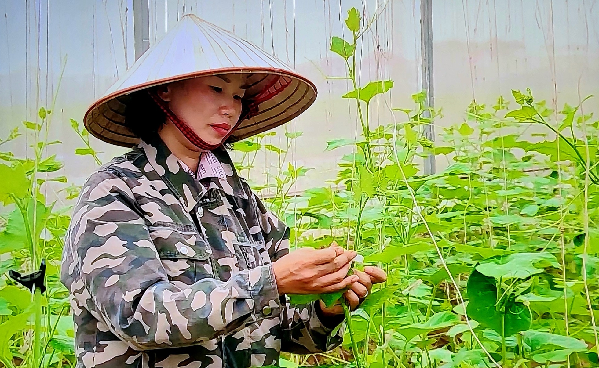 Rau quả xuất khẩu vẫn còn nhiều dư địa