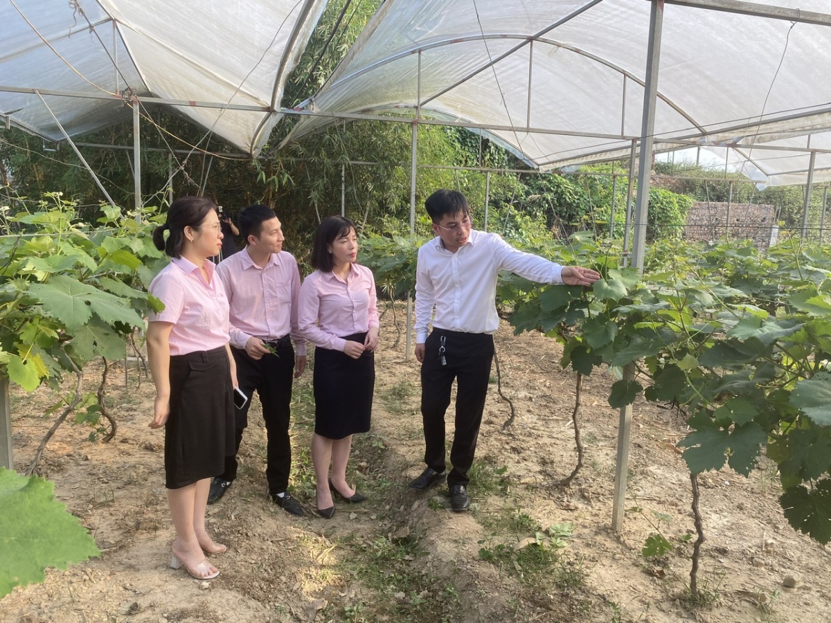 Anh Nguyễn Minh Anh chia sẻ về kỹ thuật chăm sóc cây nho hạ đen với cán bộ NHCSXH Hữu Lũng Anh Nguyễn Minh Anh chia sẻ về kỹ thuật chăm sóc cây nho hạ đen với cán bộ NHCSXH Hữu Lũng