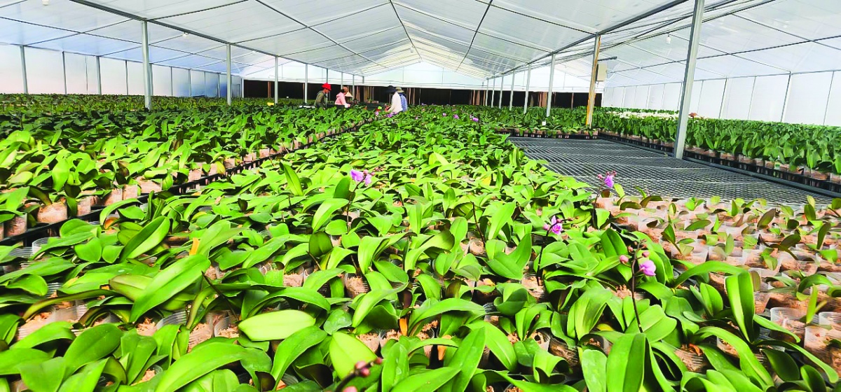 Đẩy mạnh cho vay nông nghiệp công nghệ cao cần có chiến lược tổng thể từ chính sách đến thị trường cụ thể Đẩy mạnh cho vay nông nghiệp công nghệ cao cần có chiến lược tổng thể từ chính sách đến thị trường cụ thể
