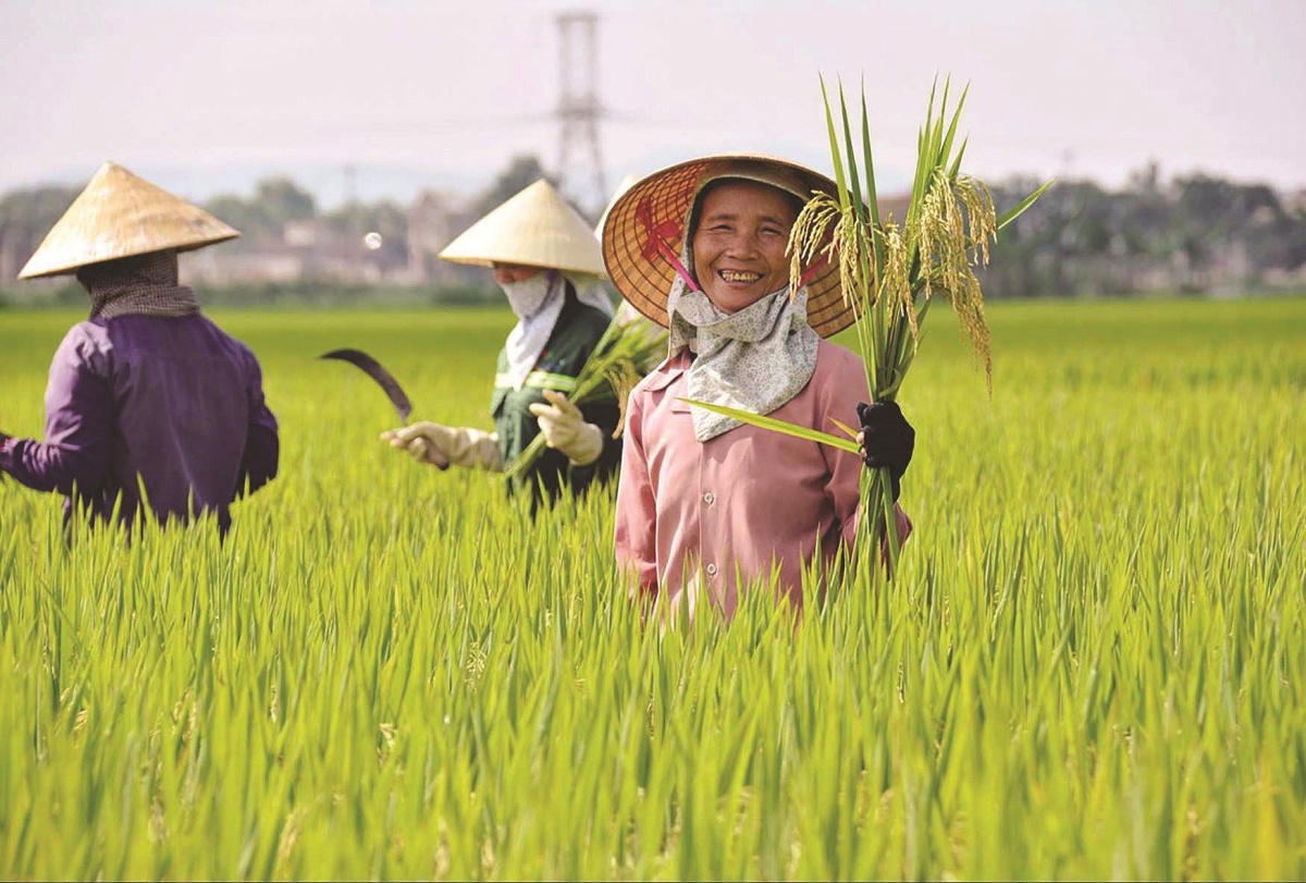 Việt Nam chủ động giải pháp thúc đẩy sản xuất, xuất khẩu gạo và ổn định thị trường Việt Nam chủ động giải pháp thúc đẩy sản xuất, xuất khẩu gạo và ổn định thị trường