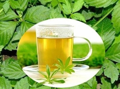 Trà giảo cổ lam - thức uống giúp thanh lọc cơ thể, kéo dài tuổi thọ Trà giảo cổ lam - thức uống giúp thanh lọc cơ thể, kéo dài tuổi thọ