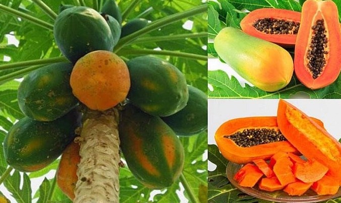 Sức mạnh ẩn giấu của đu đủ: Siêu thực phẩm bình dân với nhiều lợi ích sức khỏe Sức mạnh ẩn giấu của đu đủ: Siêu thực phẩm bình dân với nhiều lợi ích sức khỏe