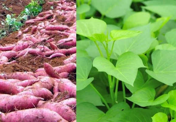Rau lang - kho tàng dưỡng chất cho sức khỏe toàn diện