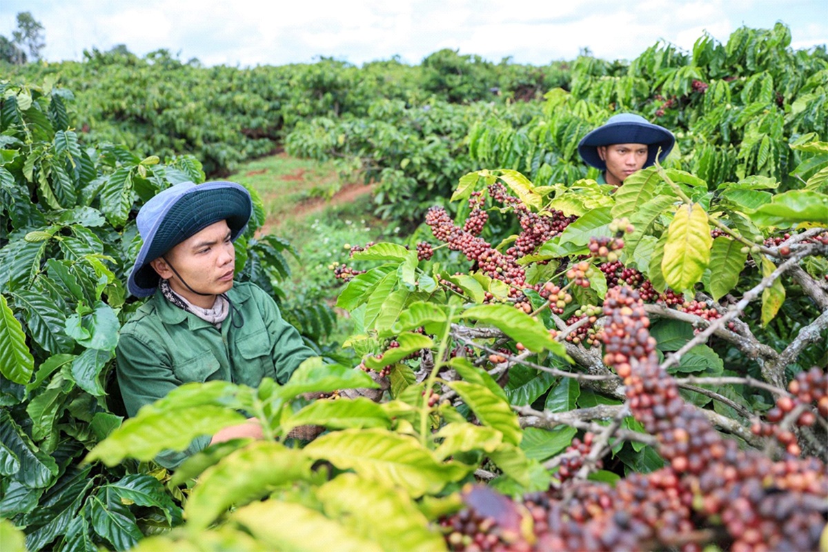 Ủy ban châu Âu lại đề xuất chưa áp dụng Quy định về chống phá rừng:  “Khoảng thở” cho nông sản Việt