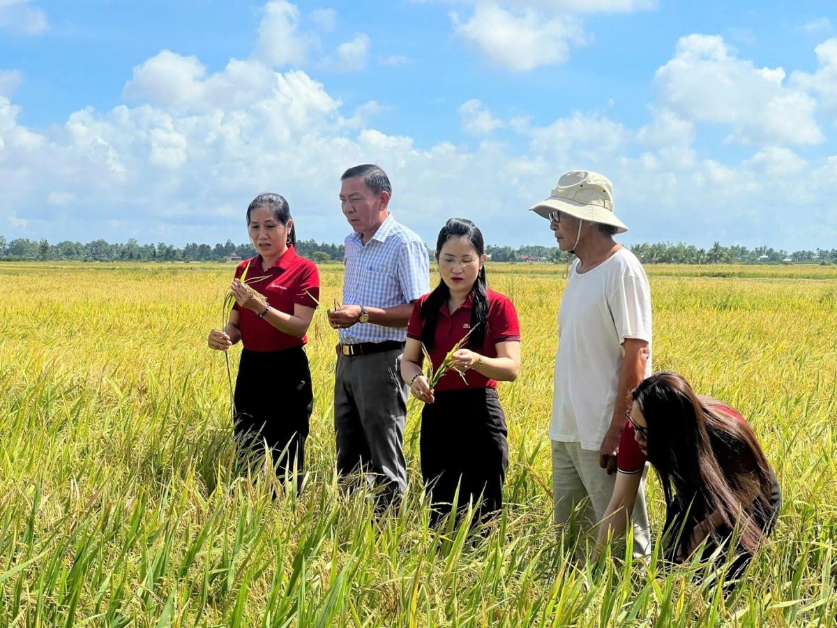 Cán bộ Agribank cùng đại diện chính quyền địa phương thăm cánh đồng của HTX Nông Tín Cán bộ Agribank cùng đại diện chính quyền địa phương thăm cánh đồng của HTX Nông Tín