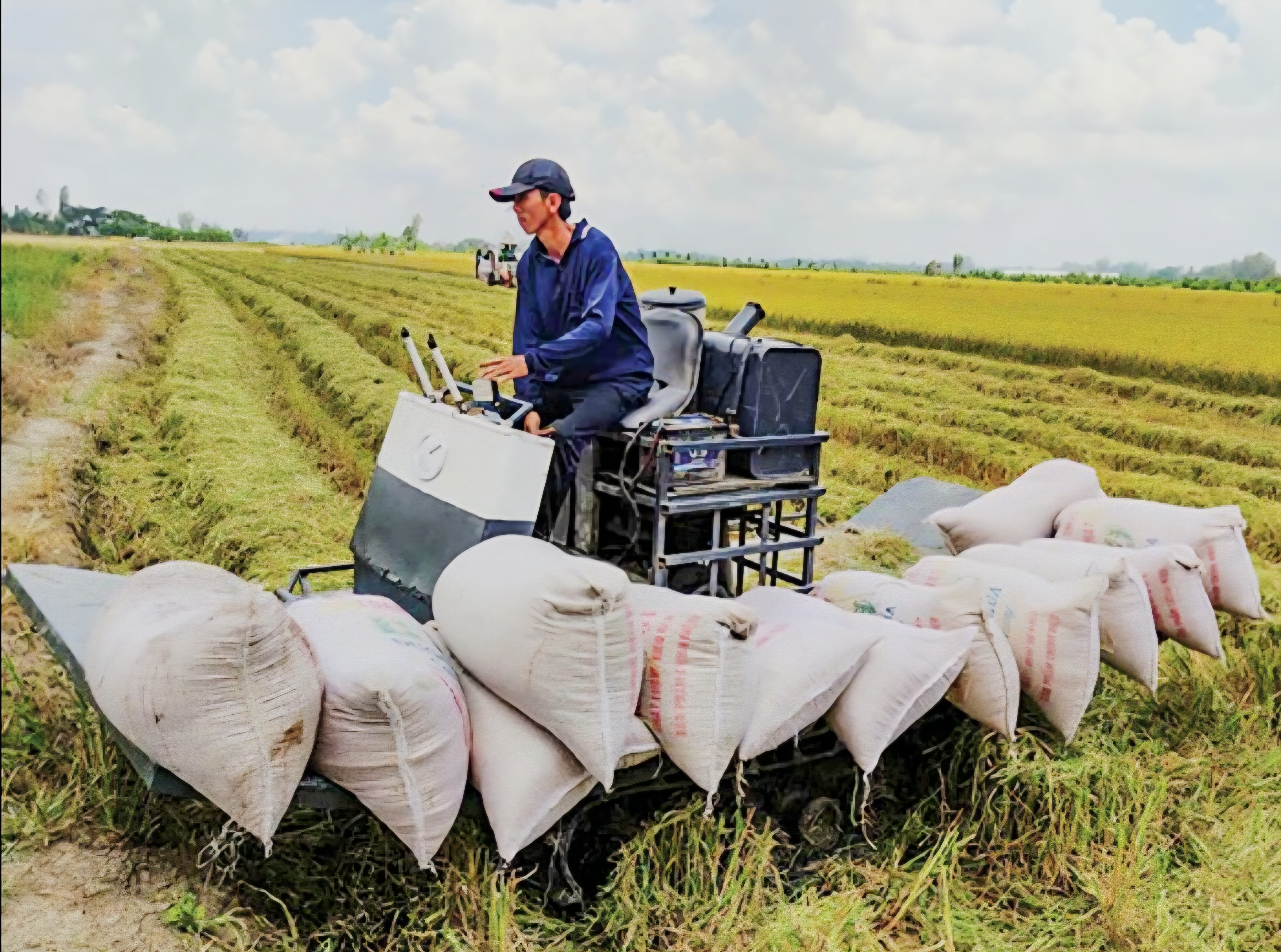 liên kết chuỗi giá trị cũng là giải pháp để nông hộ nhỏ lẻ cùng hưởng lợi từ quy mô lớn
