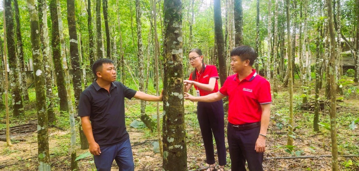 Nhiều hộ nông dân ở Hà Tĩnh đang vay vốn ngân hàng trồng cây dó bầu mang lại thu nhập cao Nhiều hộ nông dân ở Hà Tĩnh đang vay vốn ngân hàng trồng cây dó bầu mang lại thu nhập cao