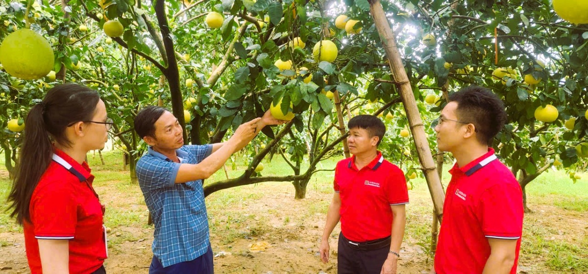 Mô hình vay vốn ngân hàng đầu tư trồng bưởi ở xã ở Phúc Trạch, Hà Tĩnh. Mô hình vay vốn ngân hàng đầu tư trồng bưởi ở xã ở Phúc Trạch, Hà Tĩnh.
