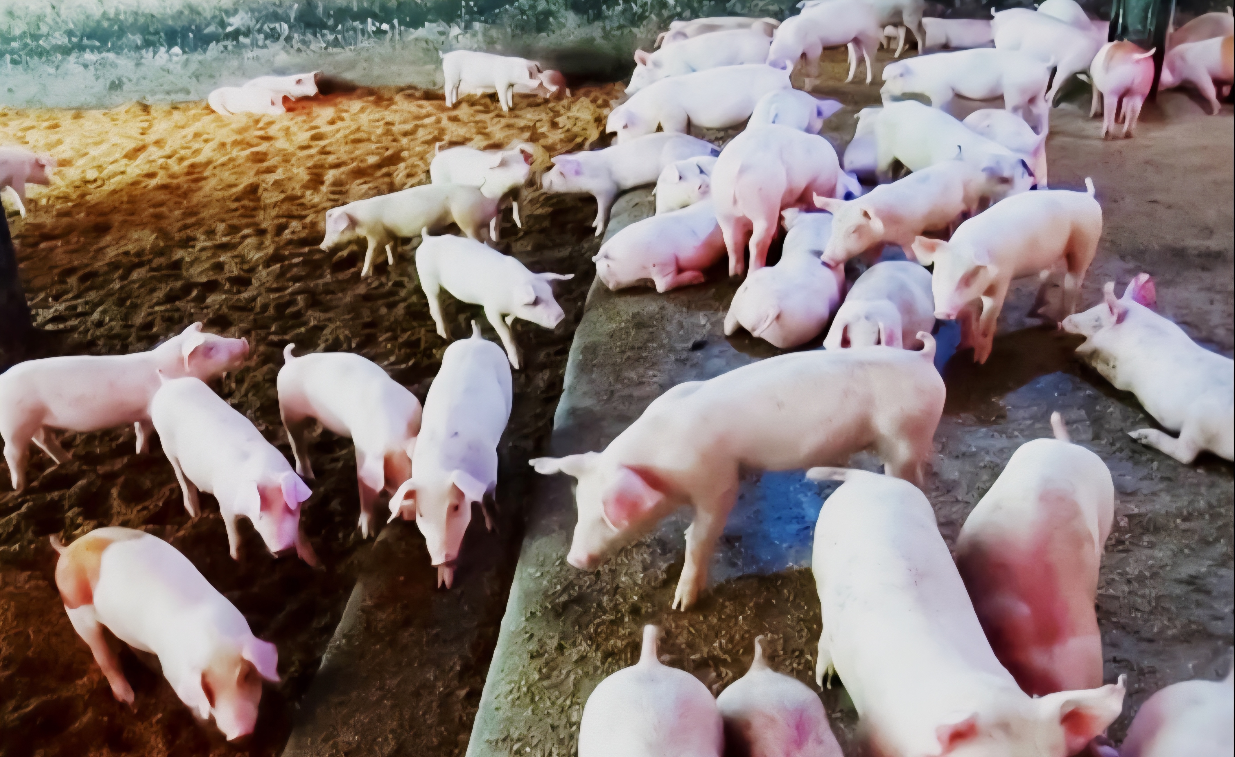 Ngành chăn nuôi Việt Nam đang đứng trước yêu cầu cấp bách phải thay đổi