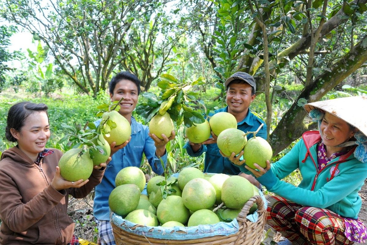 Bưởi trở thành loại trái cây thứ 6 của Việt Nam được phép nhập khẩu vào Úc Bưởi trở thành loại trái cây thứ 6 của Việt Nam được phép nhập khẩu vào Úc