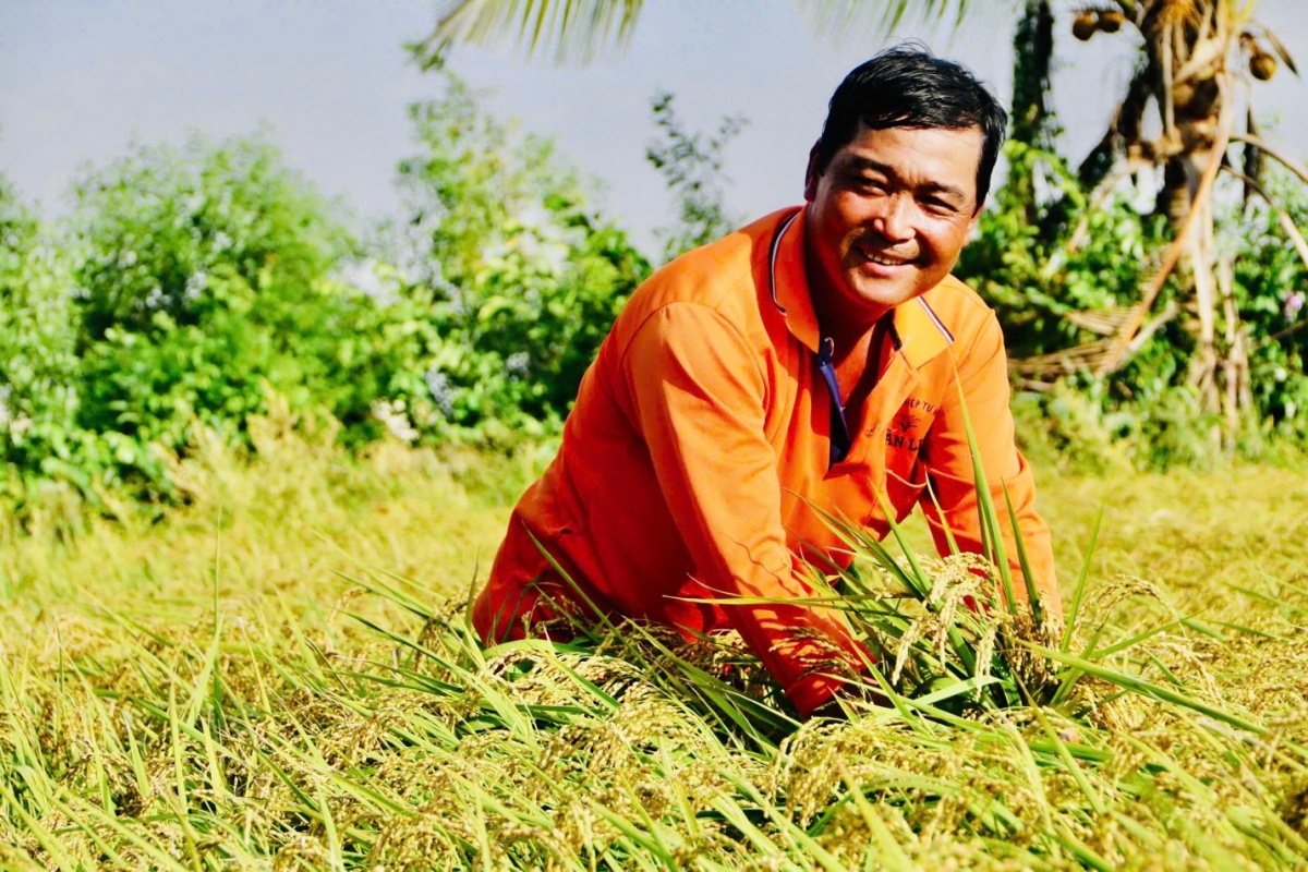Từ vùng đất trũng phèn hoang hóa, sau 25 năm của anh Nguyễn Thanh Tuấn đã trở thành cánh đồng lúa lớn, mơ ước của nhiều nông dân Từ vùng đất trũng phèn hoang hóa, sau 25 năm của anh Nguyễn Thanh Tuấn đã trở thành cánh đồng lúa lớn, mơ ước của nhiều nông dân