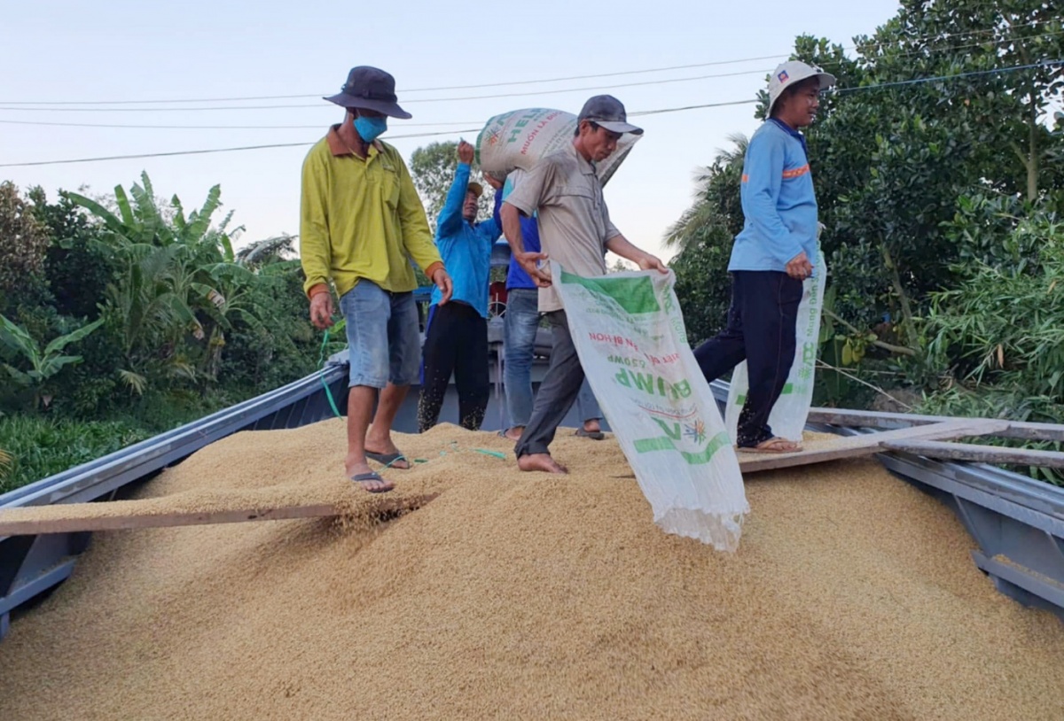 Việc các doanh nghiệp tự chủ vùng nguyên liệu và chủ động mua dự trữ có vai trò quan trọng trong việc giữ ổn định giá lúa Việc các doanh nghiệp tự chủ vùng nguyên liệu và chủ động mua dự trữ có vai trò quan trọng trong việc giữ ổn định giá lúa