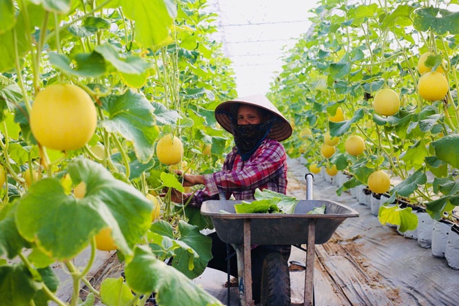 Đổi mới phương thức kết nối tiêu thụ nông sản Việt Nam Đổi mới phương thức kết nối tiêu thụ nông sản Việt Nam