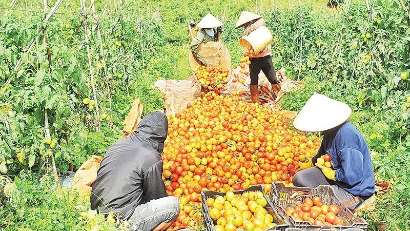 Việc thu mua nguyên liệu từ hàng triệu hộ nông dân nhỏ lẻ, những người không có chức năng phát hành hóa đơn giá trị gia tăng, cũng đặt doanh nghiệp vào thế khó khi chứng minh nguồn gốc đầu vào