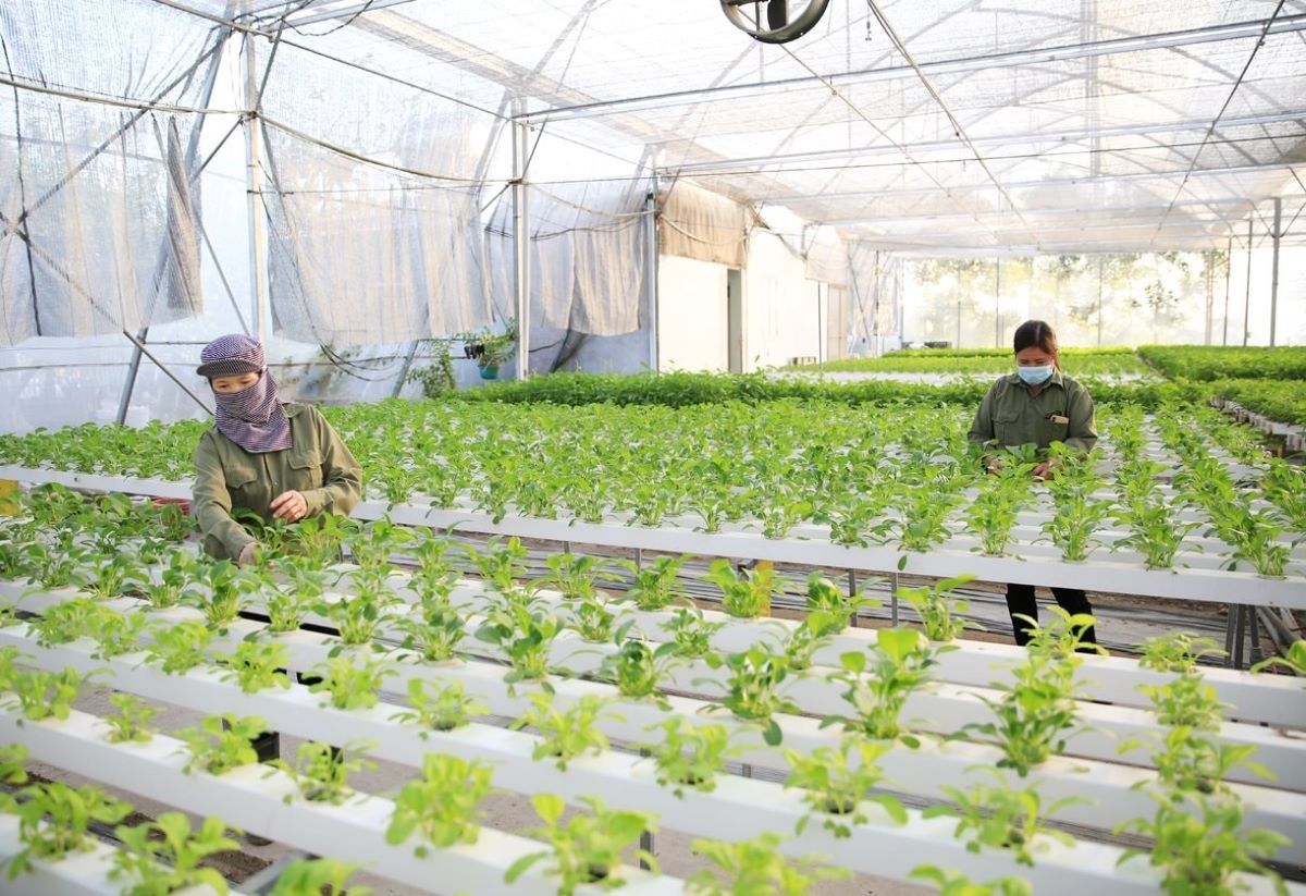 Hà Nội đang đẩy mạnh chuyển đổi số và liên kết chuỗi trong truy xuất nguồn gốc nông sản Hà Nội đang đẩy mạnh chuyển đổi số và liên kết chuỗi trong truy xuất nguồn gốc nông sản