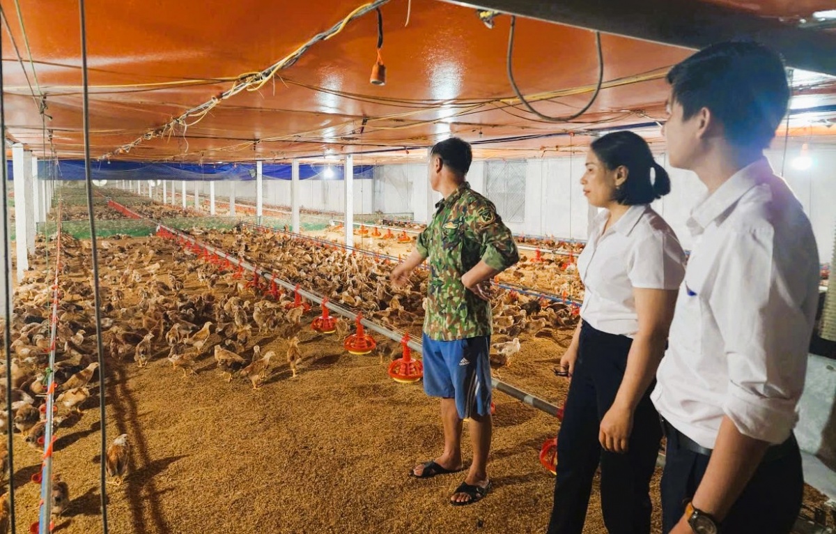 Nguồn vốn ngân hàng đã và đang trở thành điểm tựa quan trọng giúp người dân tái sản xuất, khôi phục sinh kế.