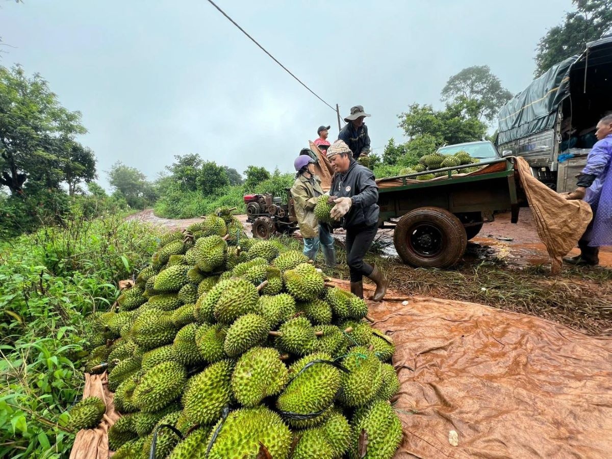 Ngành nông nghiệp vào cuộc quyết liệt, gỡ ách tắc xuất khẩu sầu riêng Tây Nguyên Ngành nông nghiệp vào cuộc quyết liệt, gỡ ách tắc xuất khẩu sầu riêng Tây Nguyên