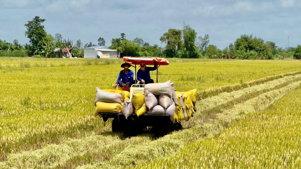 Bảo hiểm thiệt hại cây lúa: “Tấm lá chắn” giúp nông dân ĐBSCL an tâm bám ruộng Bảo hiểm thiệt hại cây lúa: “Tấm lá chắn” giúp nông dân ĐBSCL an tâm bám ruộng