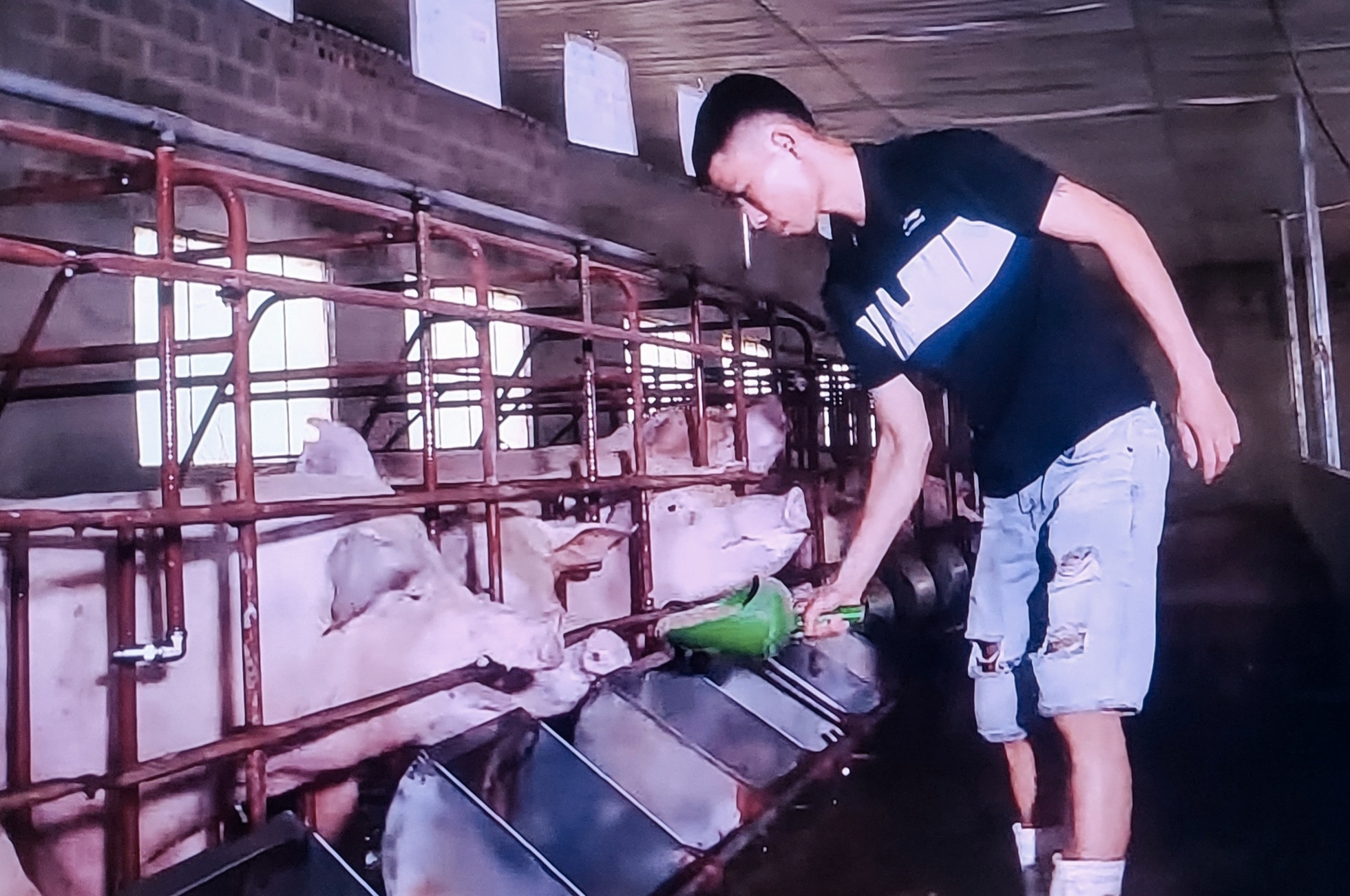 giá lợn hơi tăng - giảm thất thường đã “thử lửa” sức chịu đựng của toàn ngành chăn nuôi