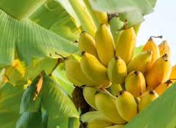 Tác dụng tuyệt vời đối với sức khỏe của quả chuối