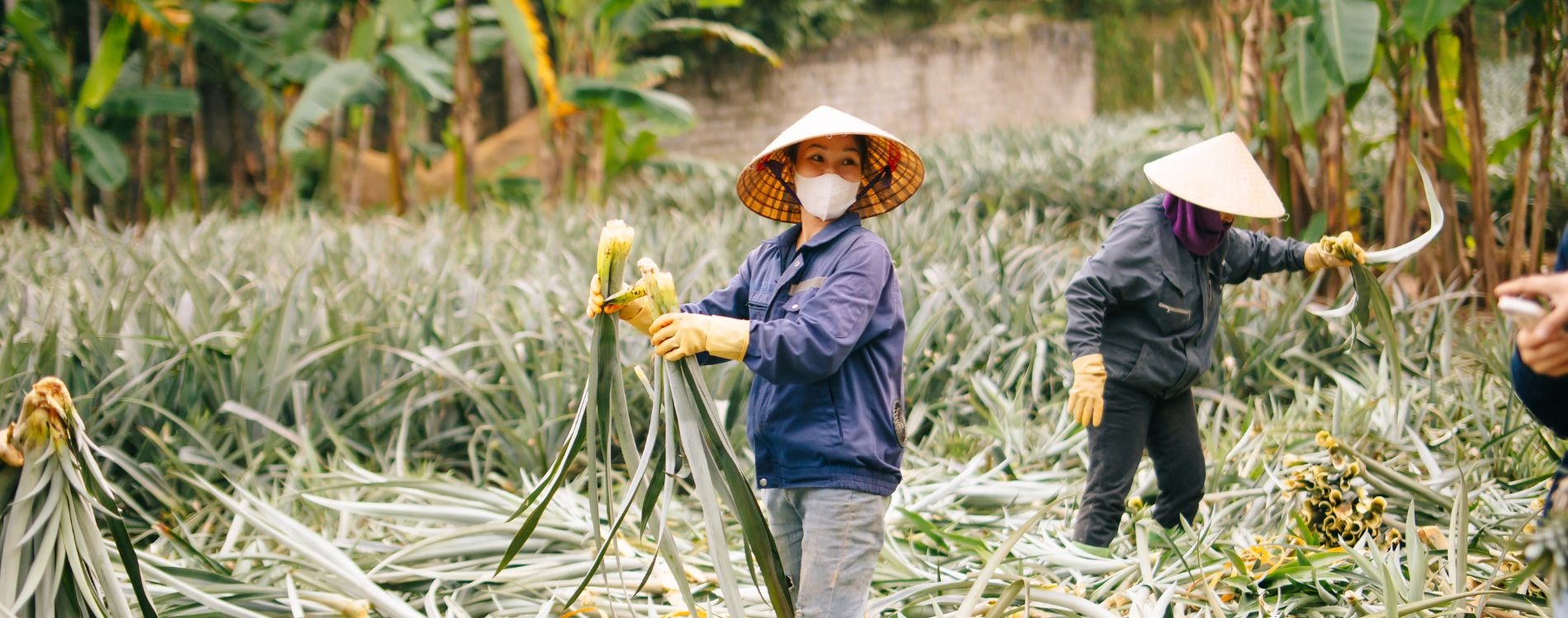 Chuyển đổi số giúp doanh nghiệp và nông dân đáp ứng yêu cầu khắt khe của thị trường quốc tếChuyển đổi số giúp doanh nghiệp và nông dân đáp ứng yêu cầu khắt khe của thị trường quốc tế Chuyển đổi số giúp doanh nghiệp và nông dân đáp ứng yêu cầu khắt khe của thị trường quốc tếChuyển đổi số giúp doanh nghiệp và nông dân đáp ứng yêu cầu khắt khe của thị trường quốc tế