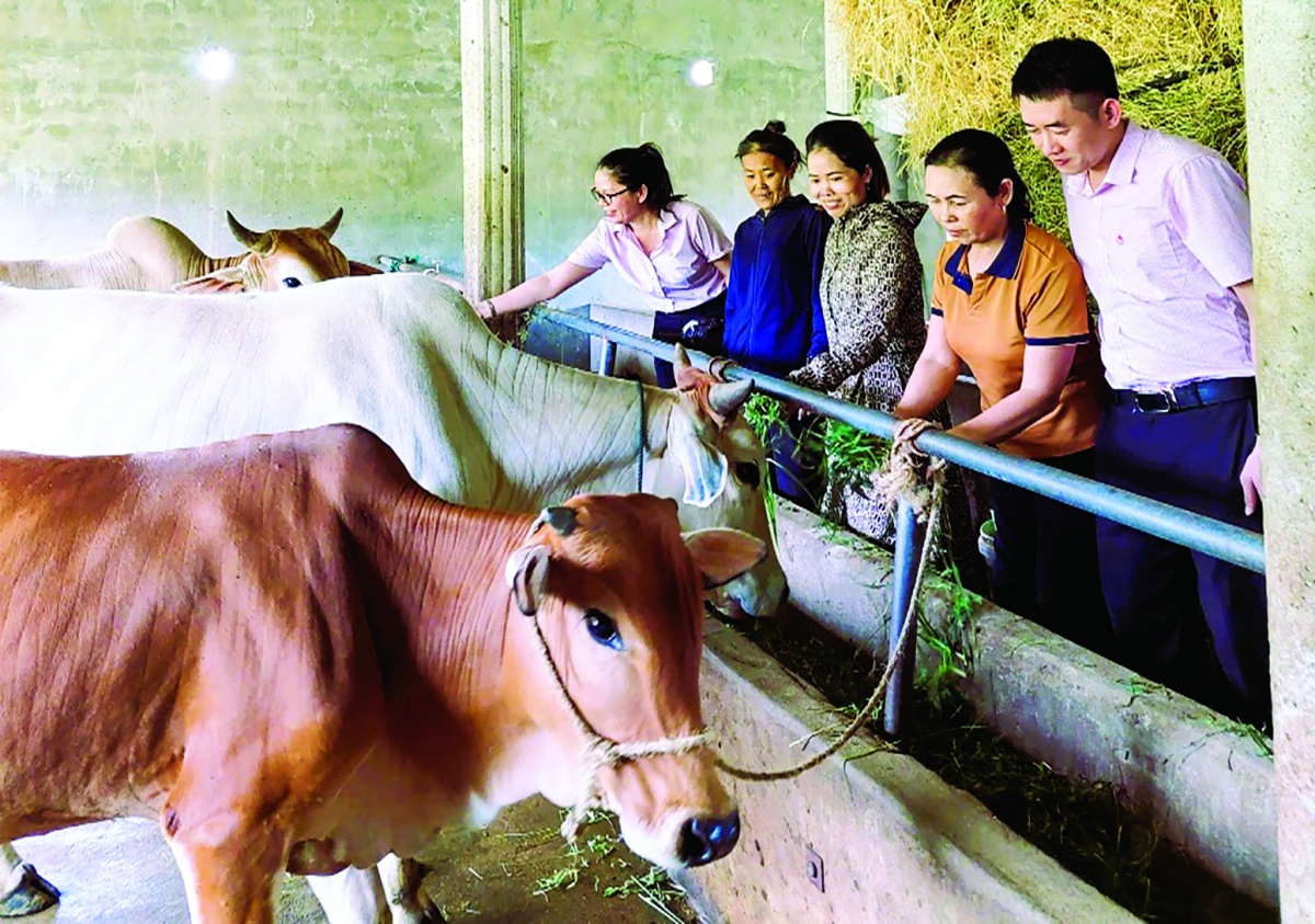 Nguồn vốn ưu đãi đã và đang tiếp sức đồng bào miền núi Quảng Trị vươn lên thoát nghèo Nguồn vốn ưu đãi đã và đang tiếp sức đồng bào miền núi Quảng Trị vươn lên thoát nghèo