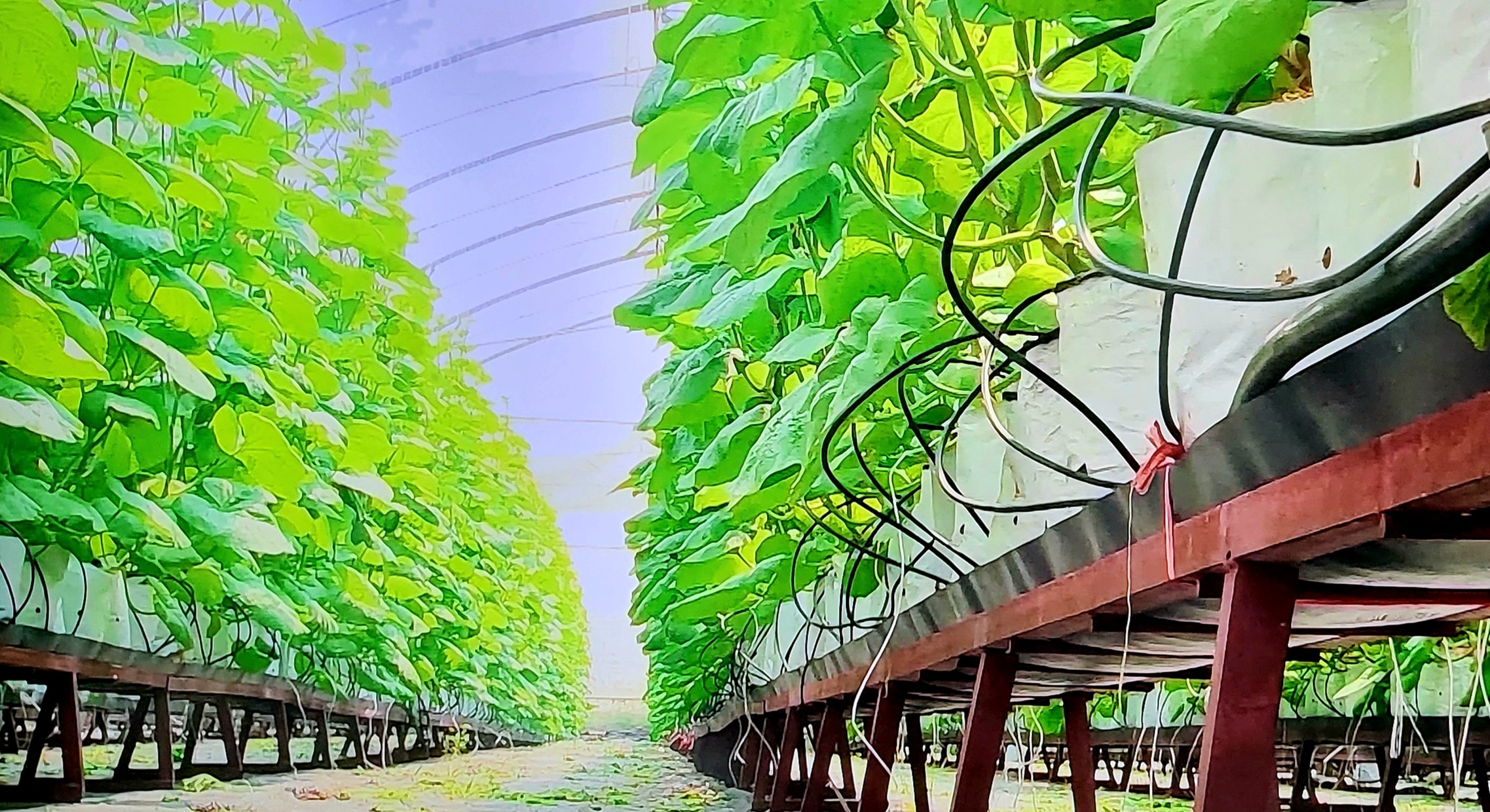 Doanh nghiệp Việt quan tâm đến các giải pháp công nghệ sau thu hoạch