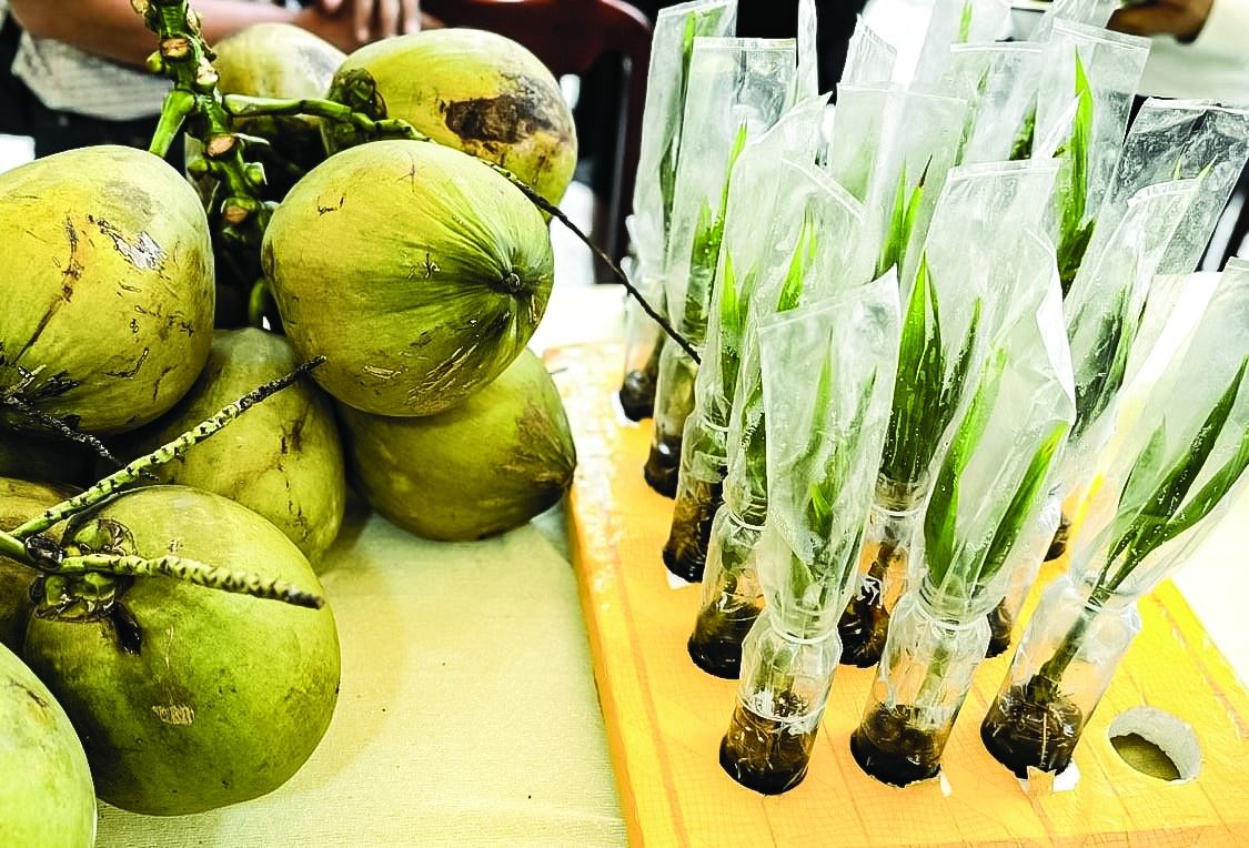 Ngành dừa Việt Nam bứt phá từ cây truyền thống đến ngành hàng tỷ đô Ngành dừa Việt Nam bứt phá từ cây truyền thống đến ngành hàng tỷ đô
