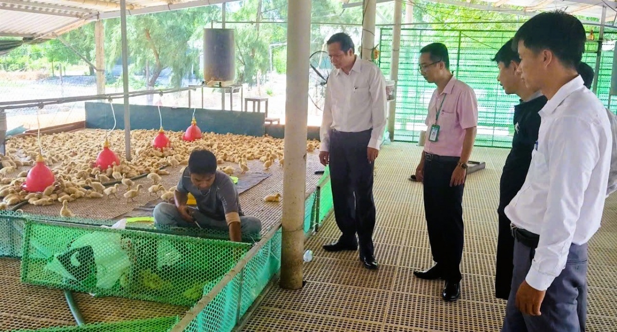 Mô hình vay vốn của gia đình anh  Nguyễn Ngọc Cường, thôn 9 xã Nam Cửa Việt, tỉnh Quảng Trị thuộc Hội Nông dân quản lý