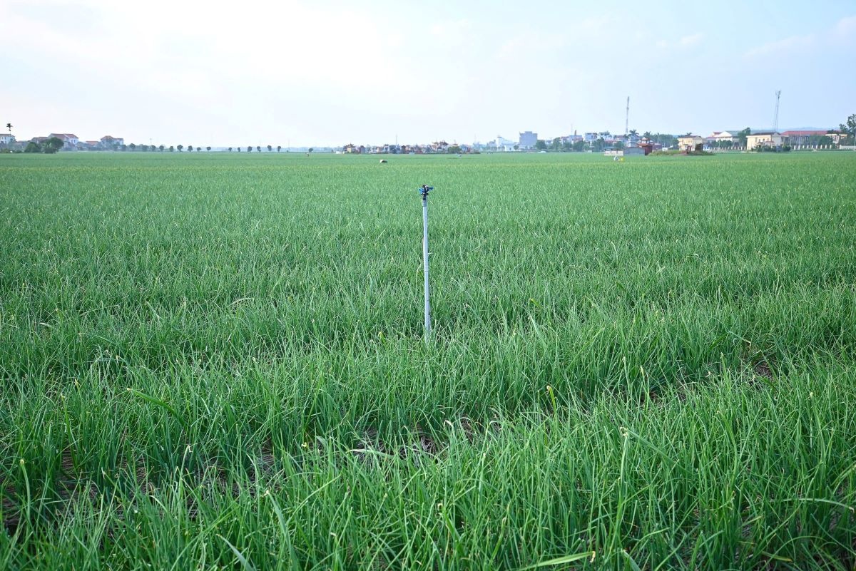Đề án 1 triệu hecta lúa phát thải thấp đang chuyển sản xuất lúa từ manh mún sang chuỗi giá trị Đề án 1 triệu hecta lúa phát thải thấp đang chuyển sản xuất lúa từ manh mún sang chuỗi giá trị