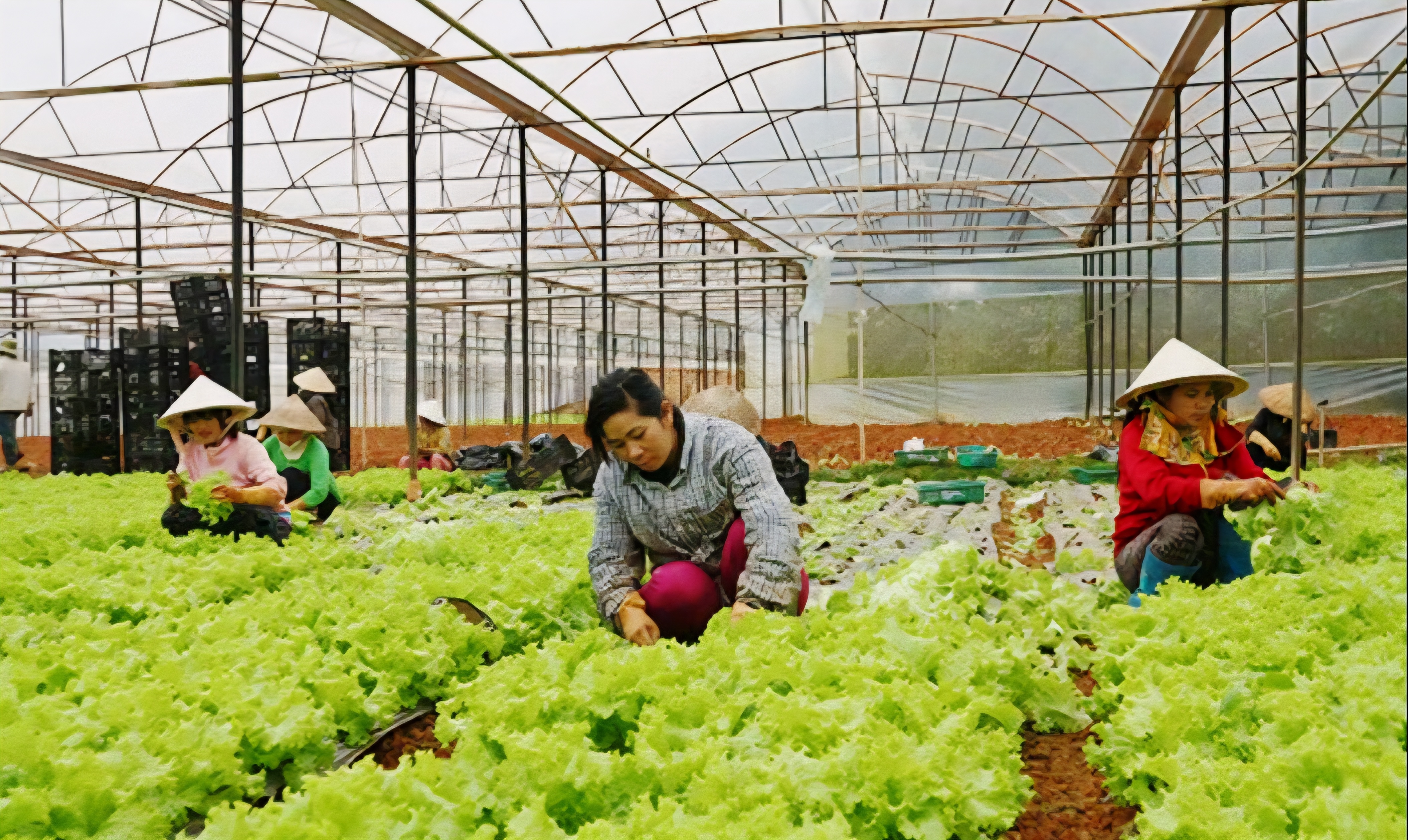 Trung Quốc vẫn là thị trường lớn nhất nhập khẩu rau quả Việt Nam Trung Quốc vẫn là thị trường lớn nhất nhập khẩu rau quả Việt Nam