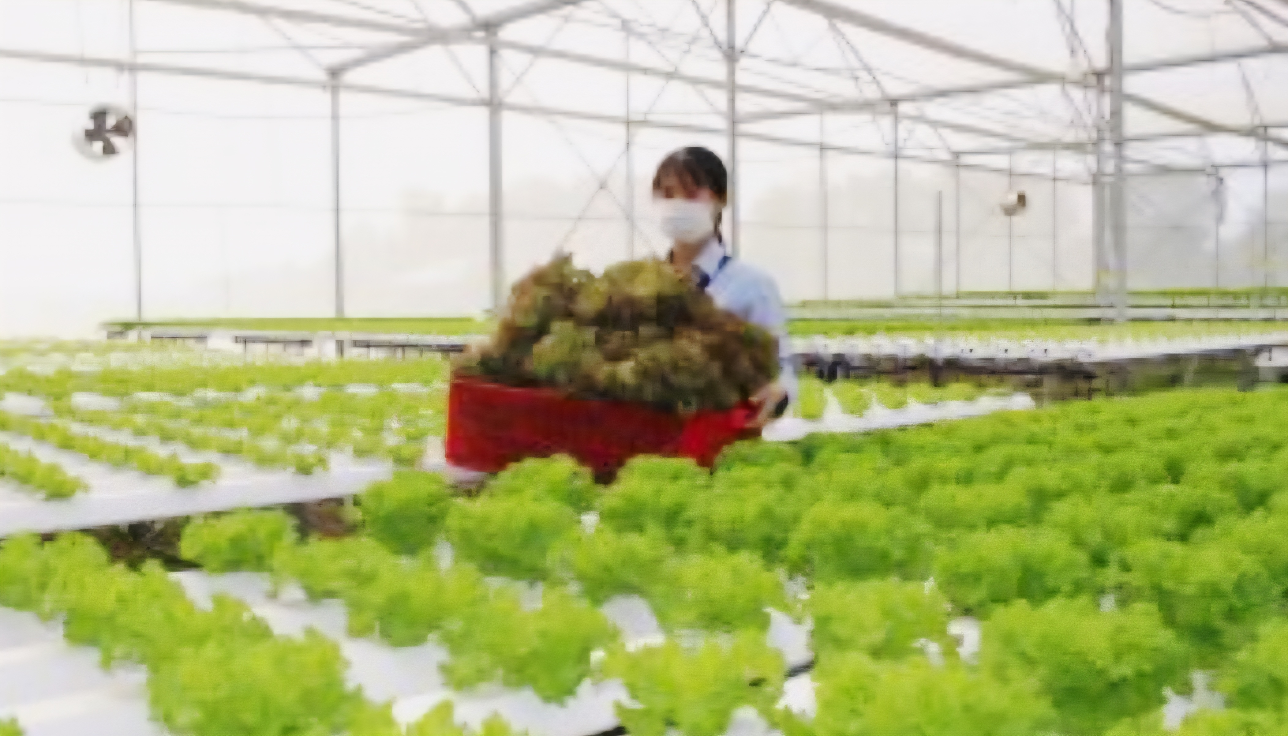 Tiêu chuẩn để rau quả xuất khẩu ngày càng cao Tiêu chuẩn để rau quả xuất khẩu ngày càng cao