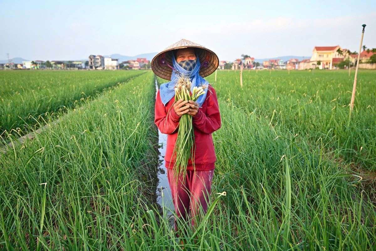 Từng bước đưa các sản phẩm nông sản chủ lực, trước hết là hành, tỏi, vào hệ thống siêu thị lớn Từng bước đưa các sản phẩm nông sản chủ lực, trước hết là hành, tỏi, vào hệ thống siêu thị lớn