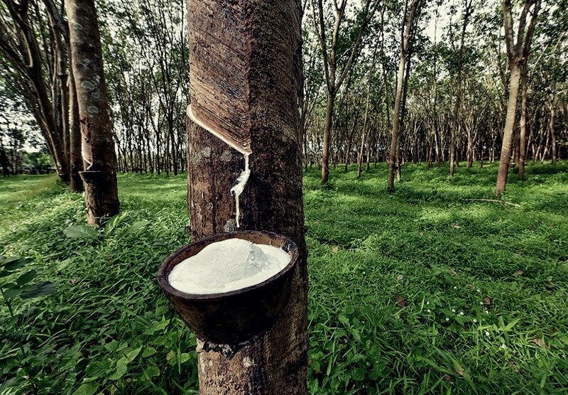 Thị trường hàng hóa: Giá cao su đi ngang trong kỳ nghỉ Giáng sinh