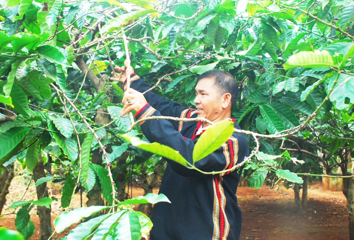 Khi nông nghiệp lớn lên cùng đại ngàn Khi nông nghiệp lớn lên cùng đại ngàn