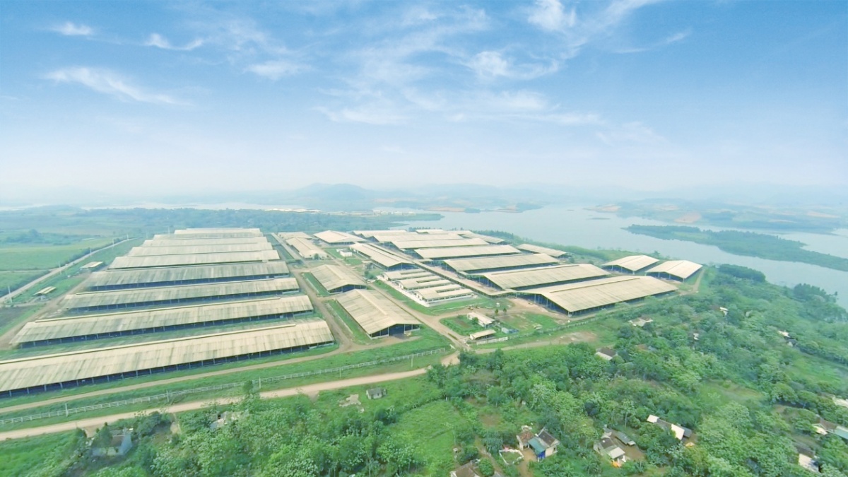 Hiện Dự án sữa TH trong nước với “thủ phủ” là Nghệ An sở hữu đàn bò quy mô gần 70.000 con, Cụm trang trại tập trung công nghệ cao khép kín đạt kỷ lục lớn nhất thế giới (Liên minh Kỷ lục xác nhận năm 2020)