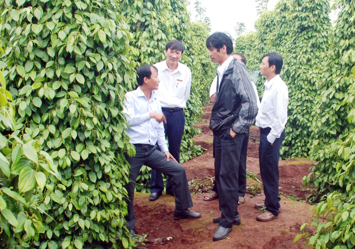 Khi nông nghiệp lớn lên cùng đại ngàn Khi nông nghiệp lớn lên cùng đại ngàn