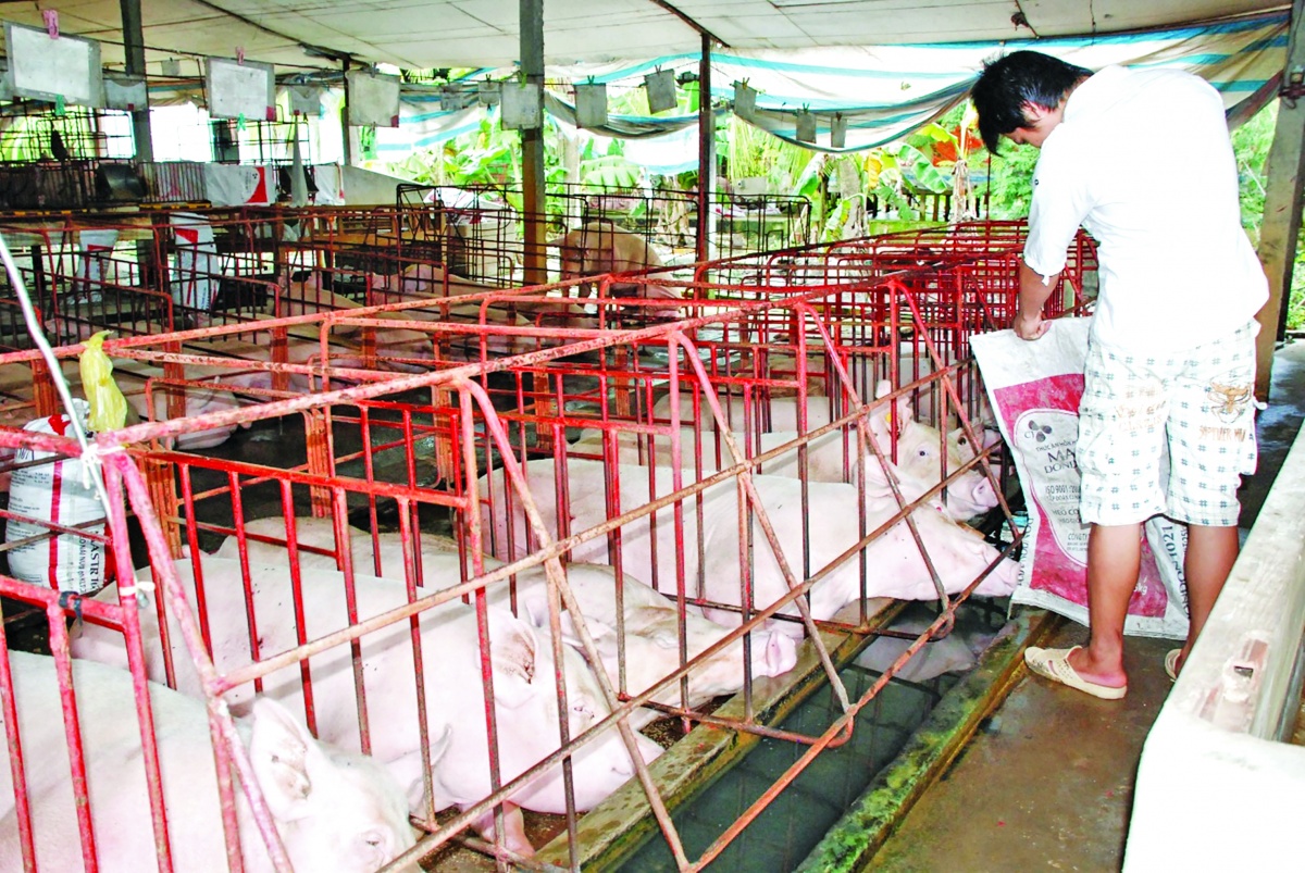 Nhiều hộ gia đình và trang trại ở Việt Nam đầu tư chăn nuôi lợn