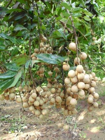 Hà Nội tập trung phát triển các giống cây trồng, sản phẩm có giá trị kinh tế cao là lựa chọn tất yếu.