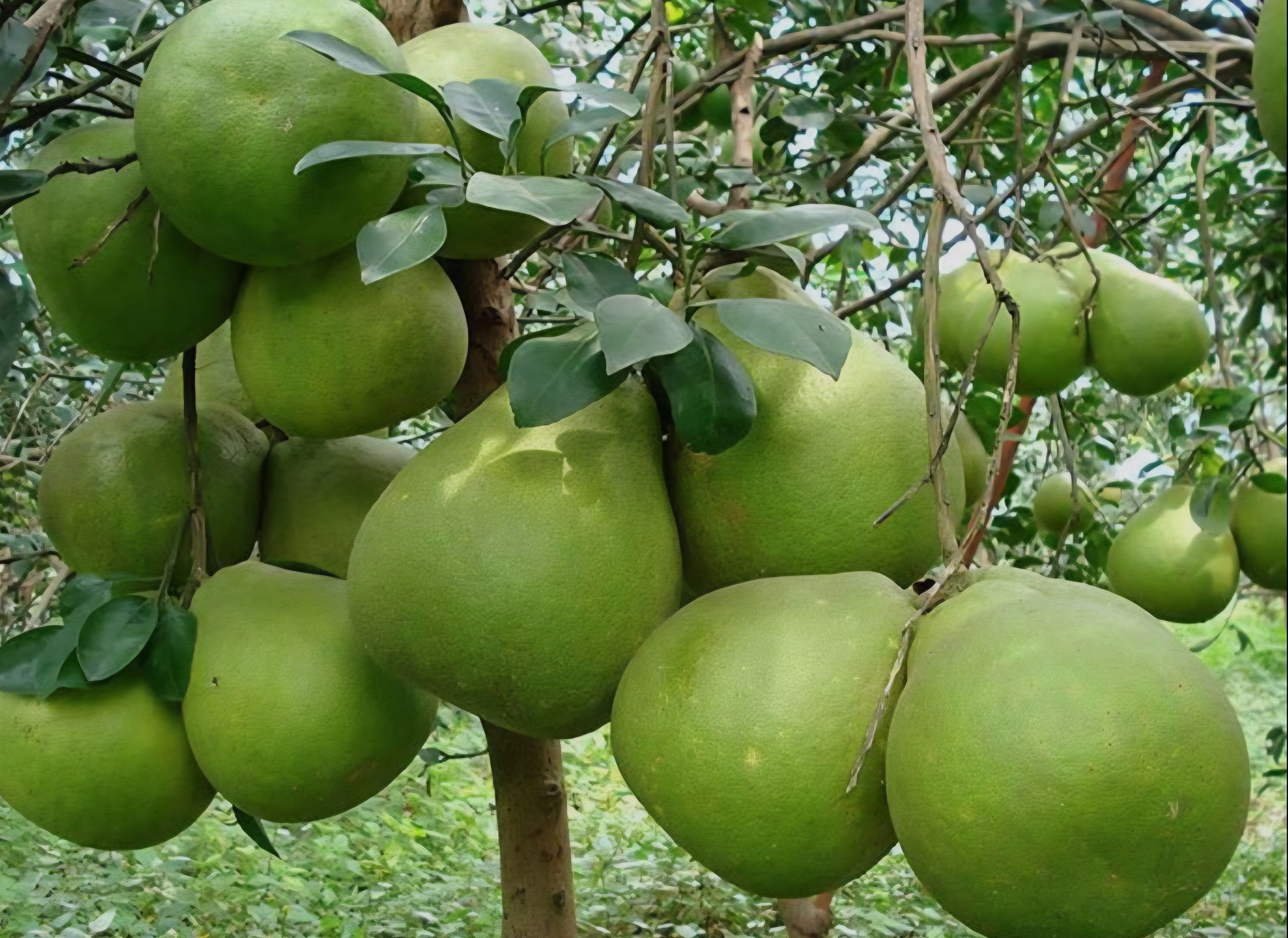 doanh nghiệp chú trọng hơn tới chất lượng, truy xuất nguồn gốc và tiêu chuẩn thị trường 
