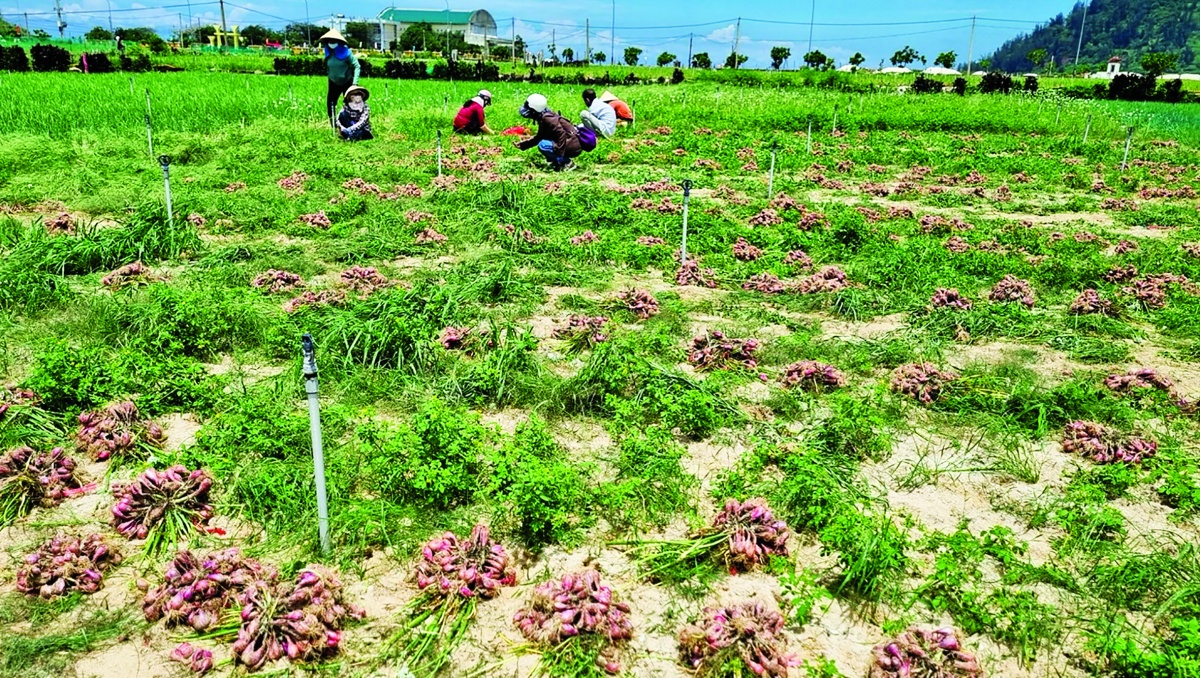 Hệ thống tưới tiêu hiện đại được nhiều nông dân áp dụng tại đặc khu Lý Sơn Hệ thống tưới tiêu hiện đại được nhiều nông dân áp dụng tại đặc khu Lý Sơn