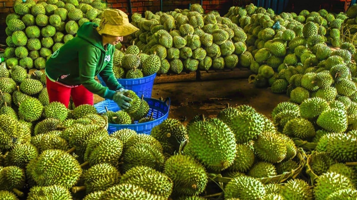 Nông nghiệp khẳng định vai trò trụ đỡ giữa nhiều biến động Nông nghiệp khẳng định vai trò trụ đỡ giữa nhiều biến động