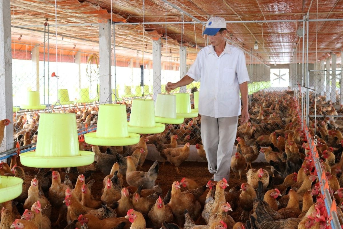 Chăn nuôi phục hồi tích cực, giá thực phẩm Tết dự báo ổn định