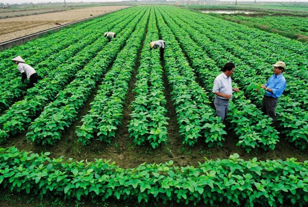 Huy động nguồn lực quốc tế thúc đẩy nông nghiệp sinh thái bền vững Huy động nguồn lực quốc tế thúc đẩy nông nghiệp sinh thái bền vững