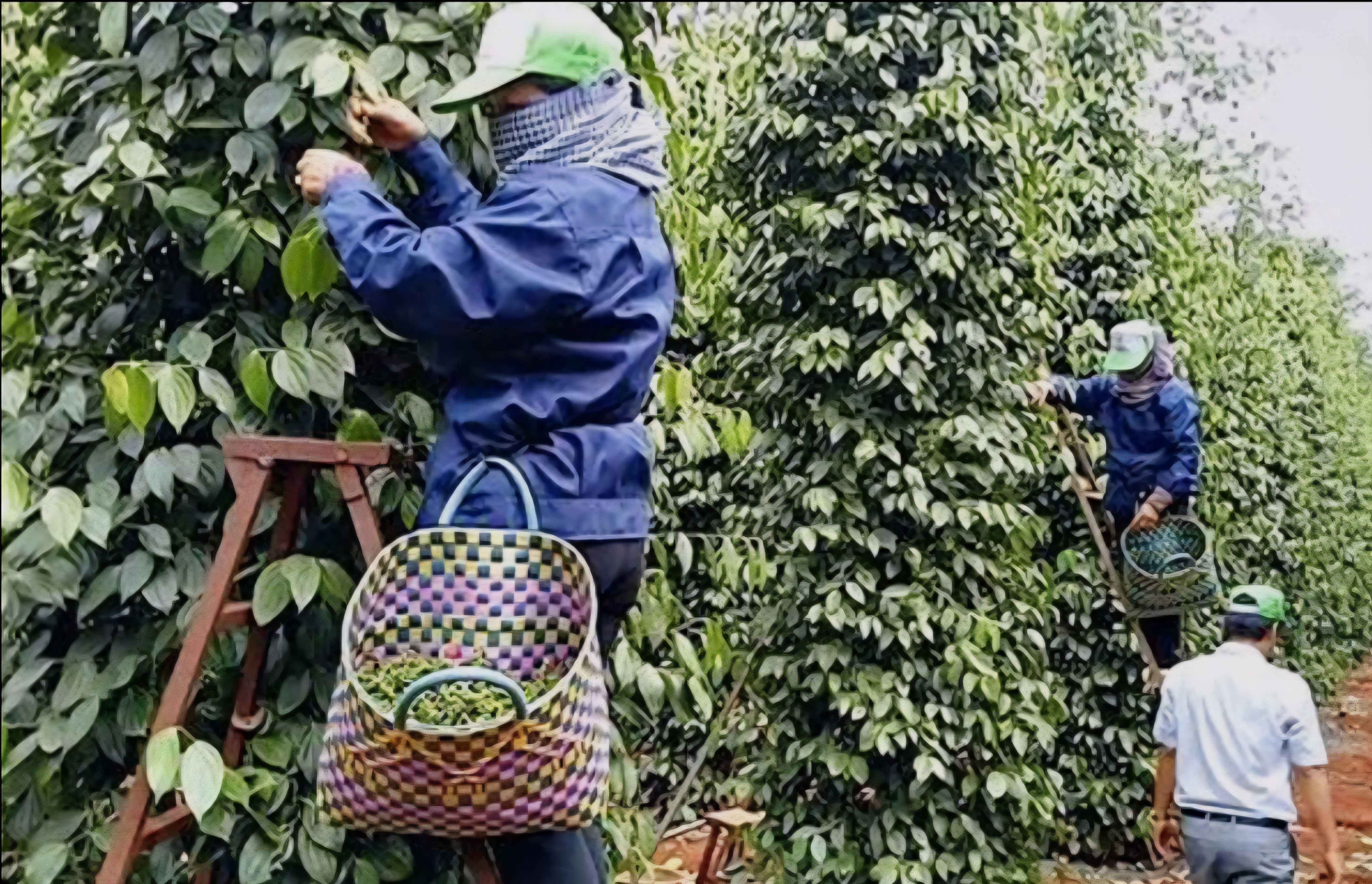 diện tích hồ tiêu khó có thể mở rộng nhanh do chi phí đầu tư lớn