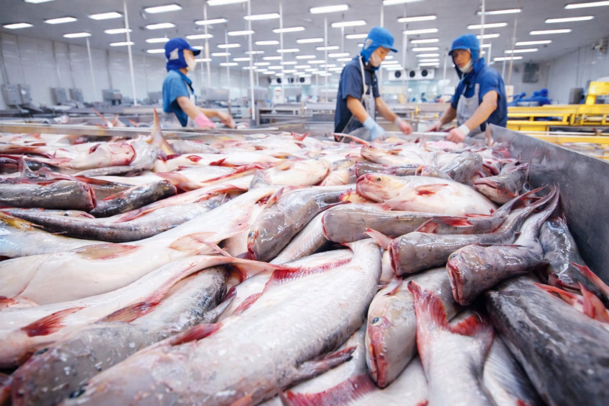 Thủy sản Việt Nam 2025: Cú bứt tốc về đích và bài toán “xanh hóa” cho năm 2026 Thủy sản Việt Nam 2025: Cú bứt tốc về đích và bài toán “xanh hóa” cho năm 2026