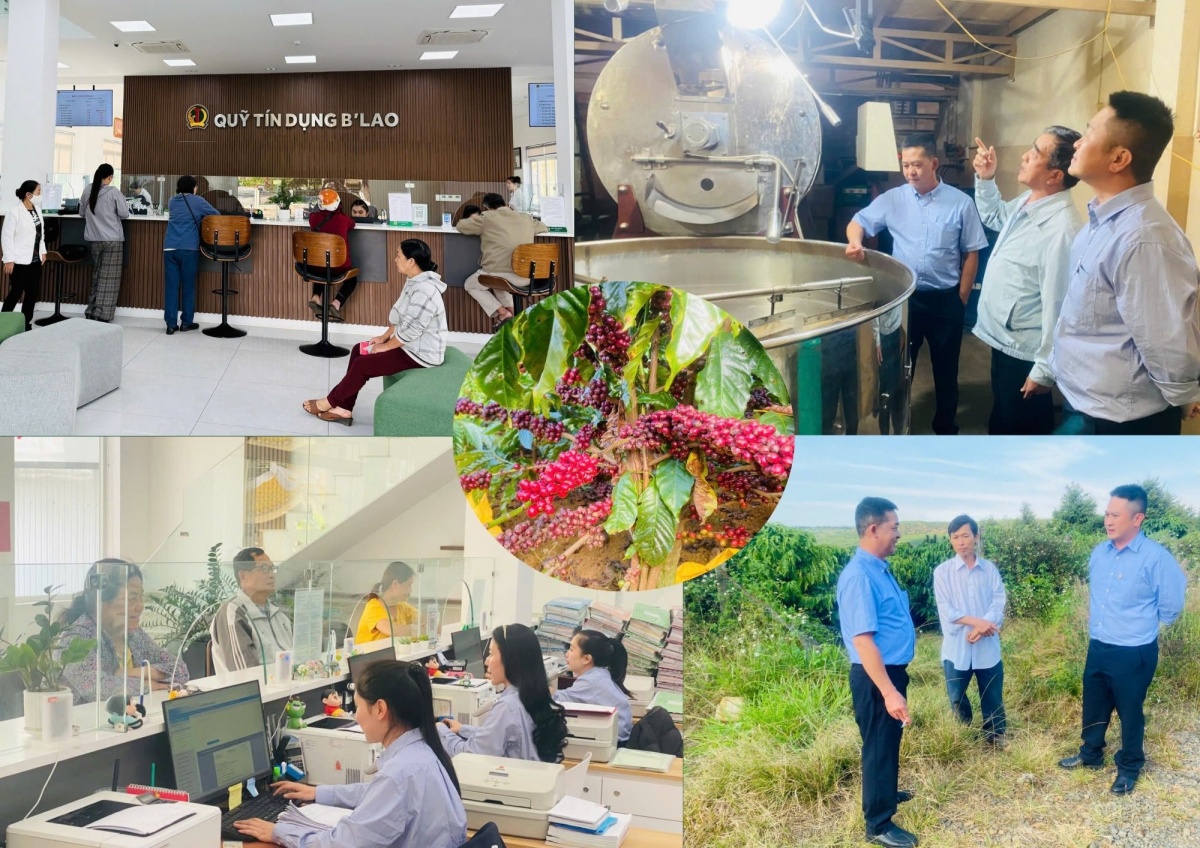 Nguồn vốn từ QTDND B’Lao đã và đang giúp nhiều hộ dân tại Bảo Lộc - Bảo Lâm mở rộng sản xuất, tạo việc làm và nâng cao thu nhập bền vững Nguồn vốn từ QTDND B’Lao đã và đang giúp nhiều hộ dân tại Bảo Lộc - Bảo Lâm mở rộng sản xuất, tạo việc làm và nâng cao thu nhập bền vững