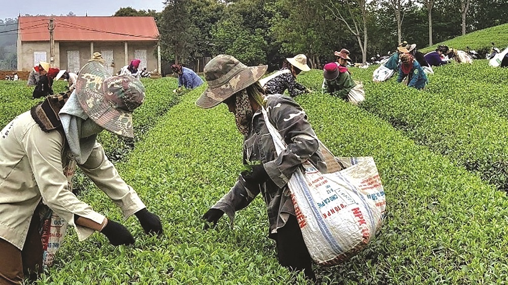Sự liên kết giữa các hộ dân với hợp tác xã, doanh nghiệp không những giúp bà con yên tâm sản xuất mà còn nâng cao thu nhập, ổn định đời sống